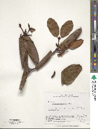 Rhododendron campanulatum image