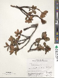 Rhododendron anthopogon image