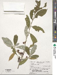 Elaeagnus umbellata image