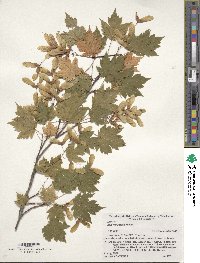 Acer tschonoskii image