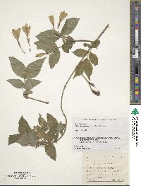 Weigela maximowiczii image