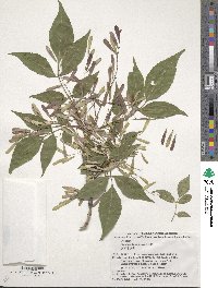 Fraxinus lanuginosa image