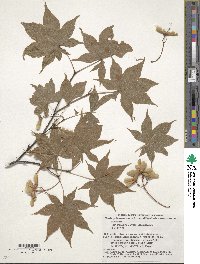 Acer palmatum image