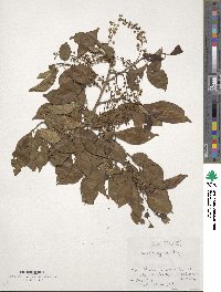 Prunus buergeriana image