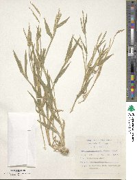 Digitaria ternata image