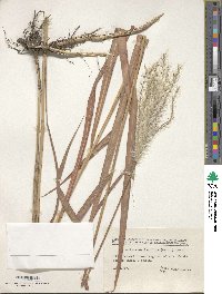 Miscanthus sacchariflorus image