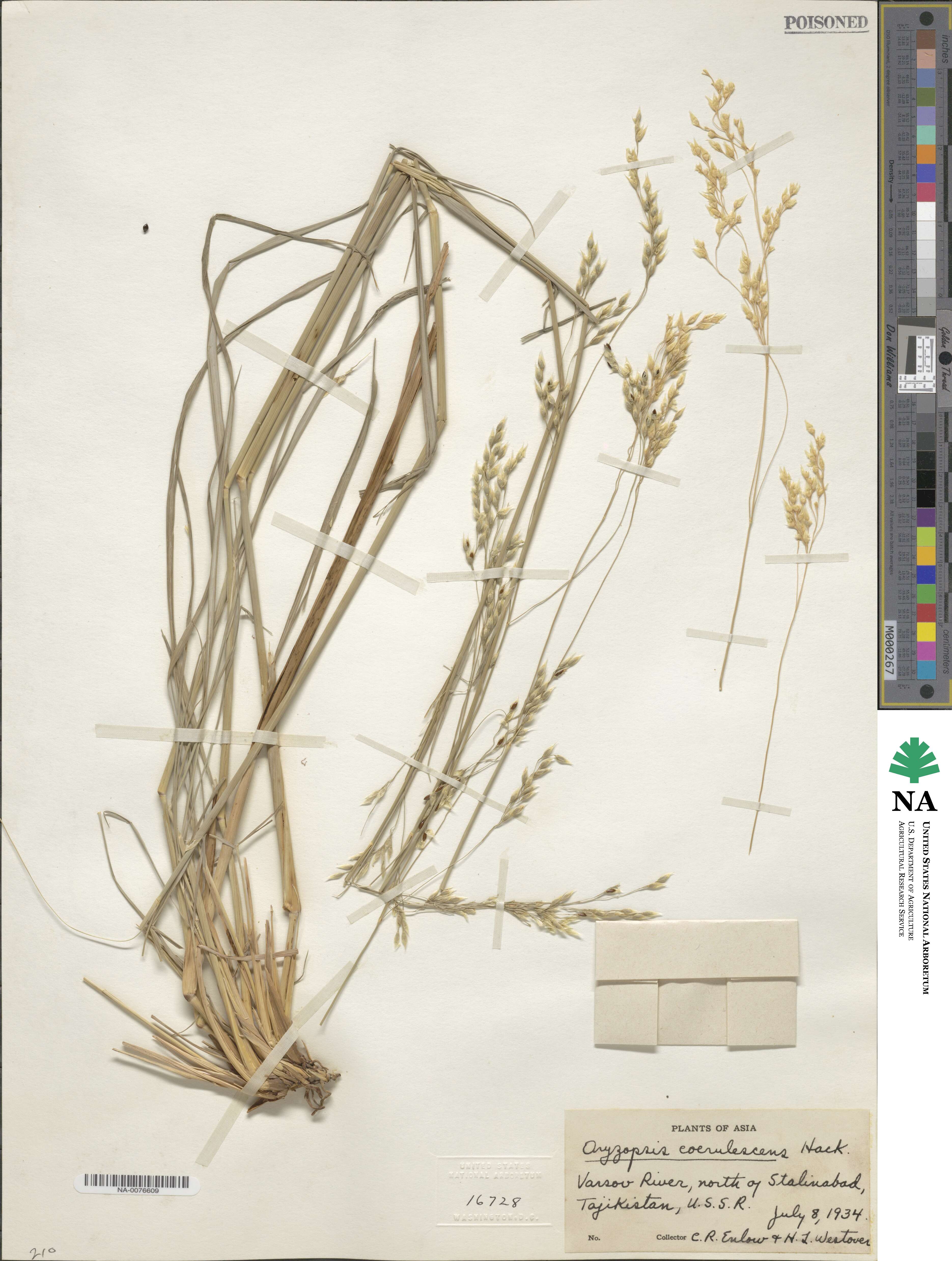 Piptatherum coerulescens image