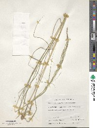 Oloptum miliaceum image