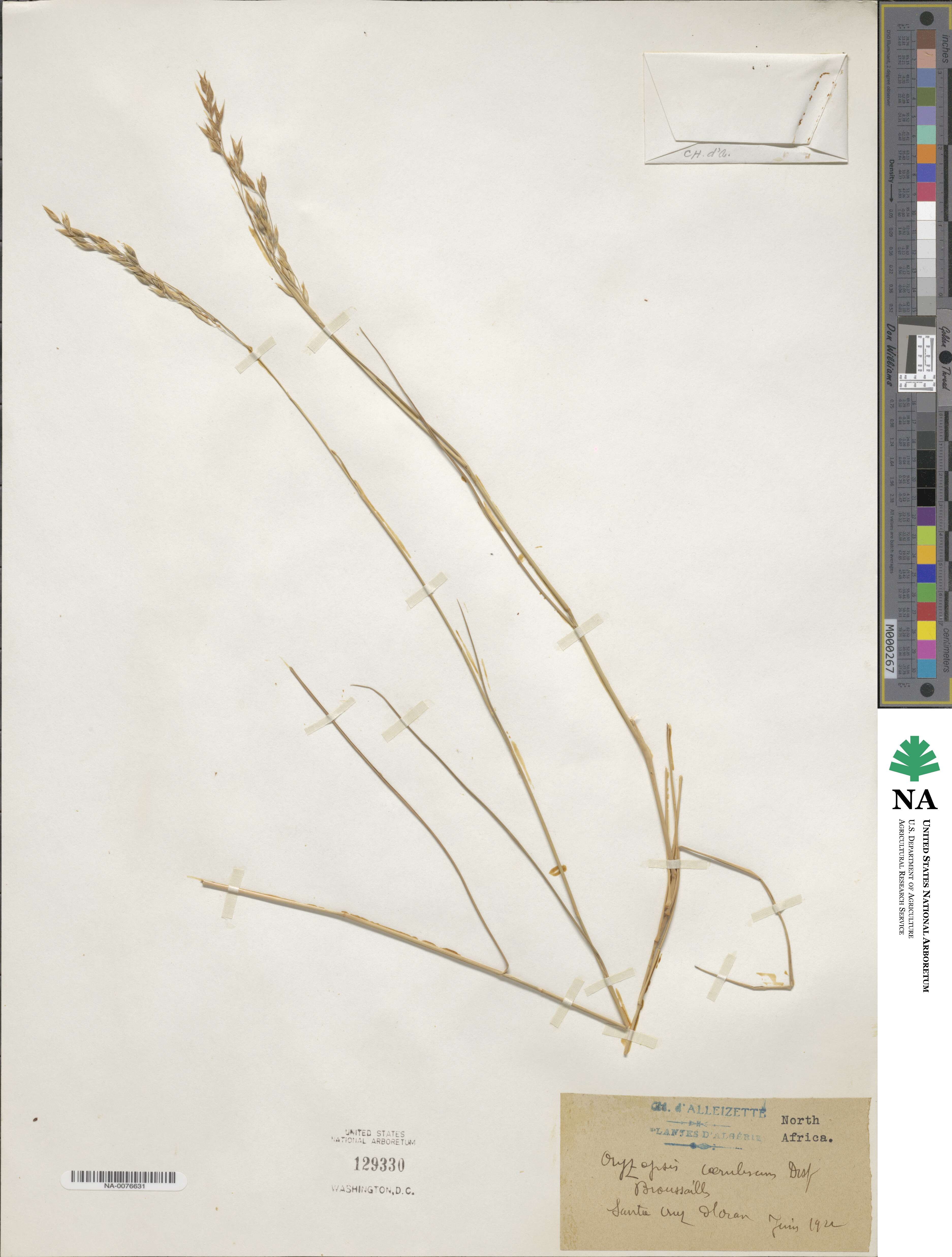 Piptatherum coerulescens image