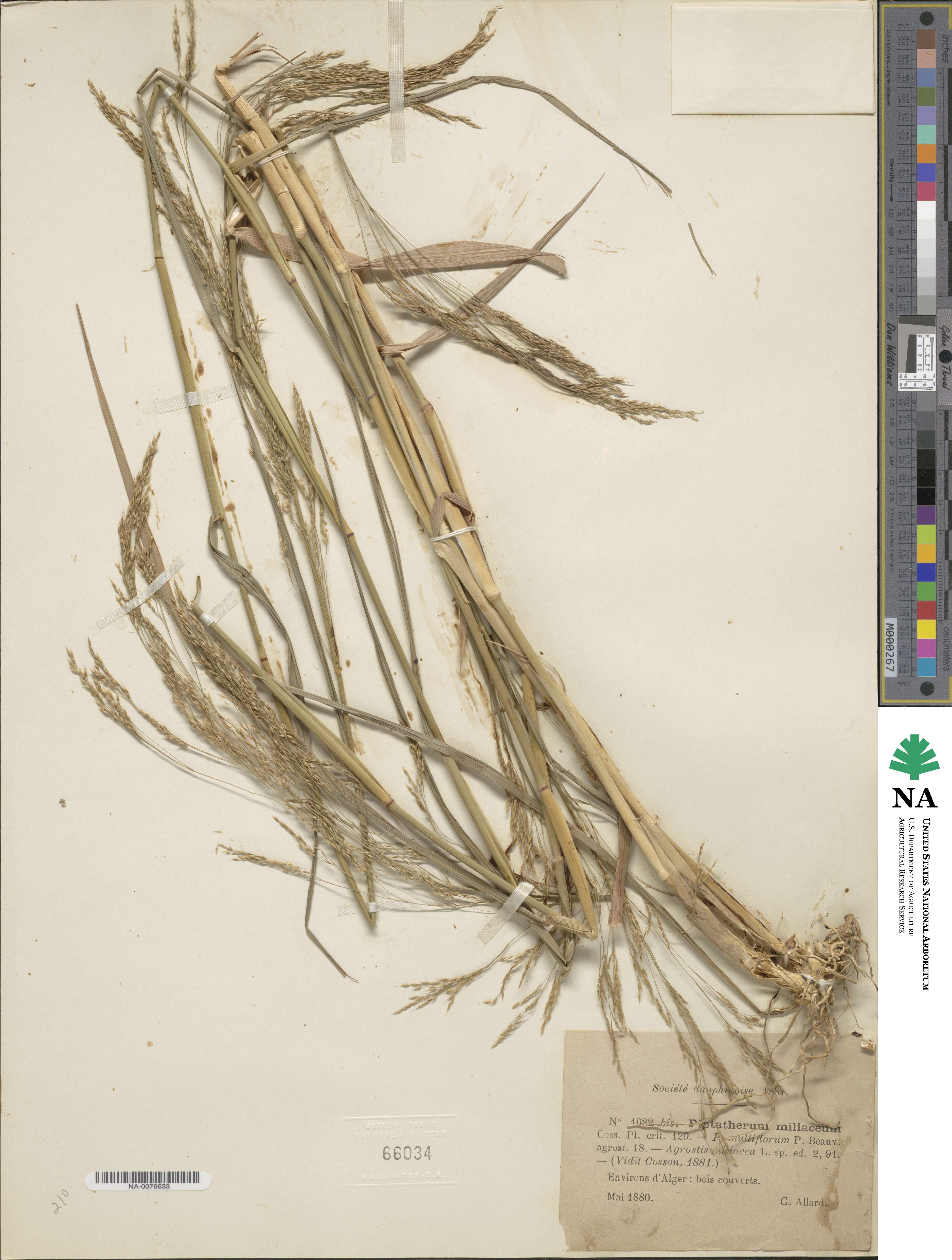 Oloptum image