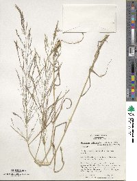 Oloptum miliaceum image