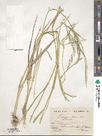 Oloptum miliaceum image