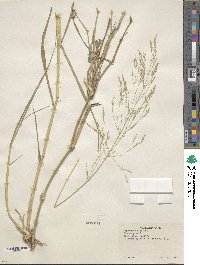 Oloptum miliaceum image