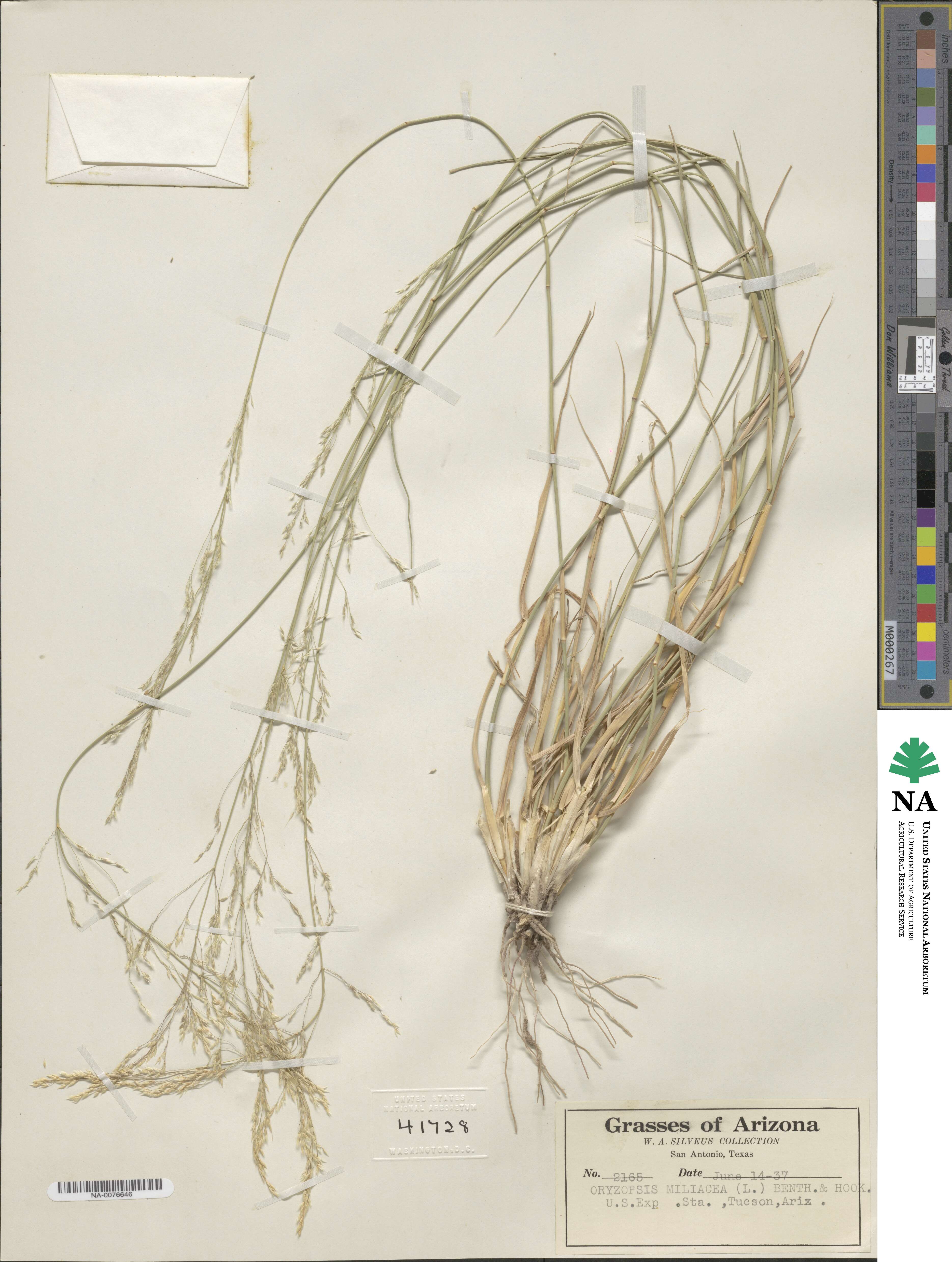 Oloptum miliaceum image