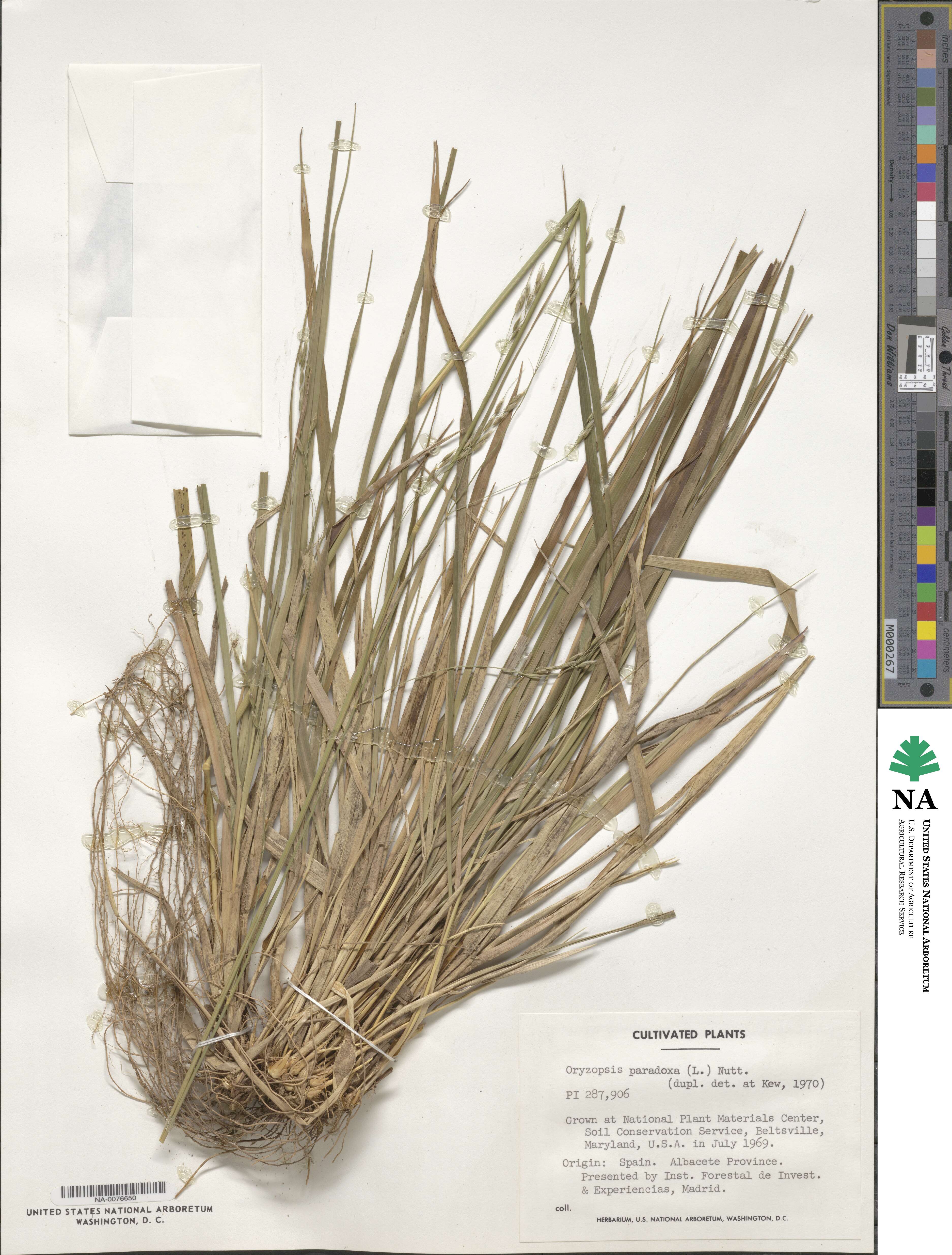 Achnatherum paradoxum image