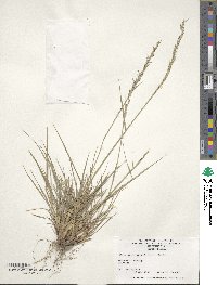 Oryzopsis pubiflora image