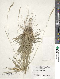 Oryzopsis pubiflora image