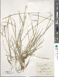 Oryzopsis pubiflora image