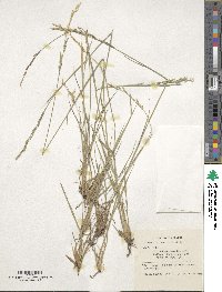 Oryzopsis pubiflora image