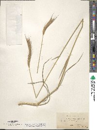 Hordeum bulbosum image