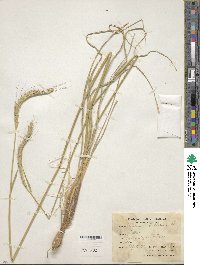 Hordeum bulbosum image