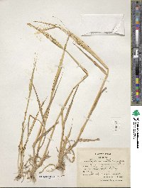 Hordeum spontaneum image