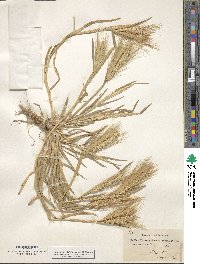 Hordeum murinum image