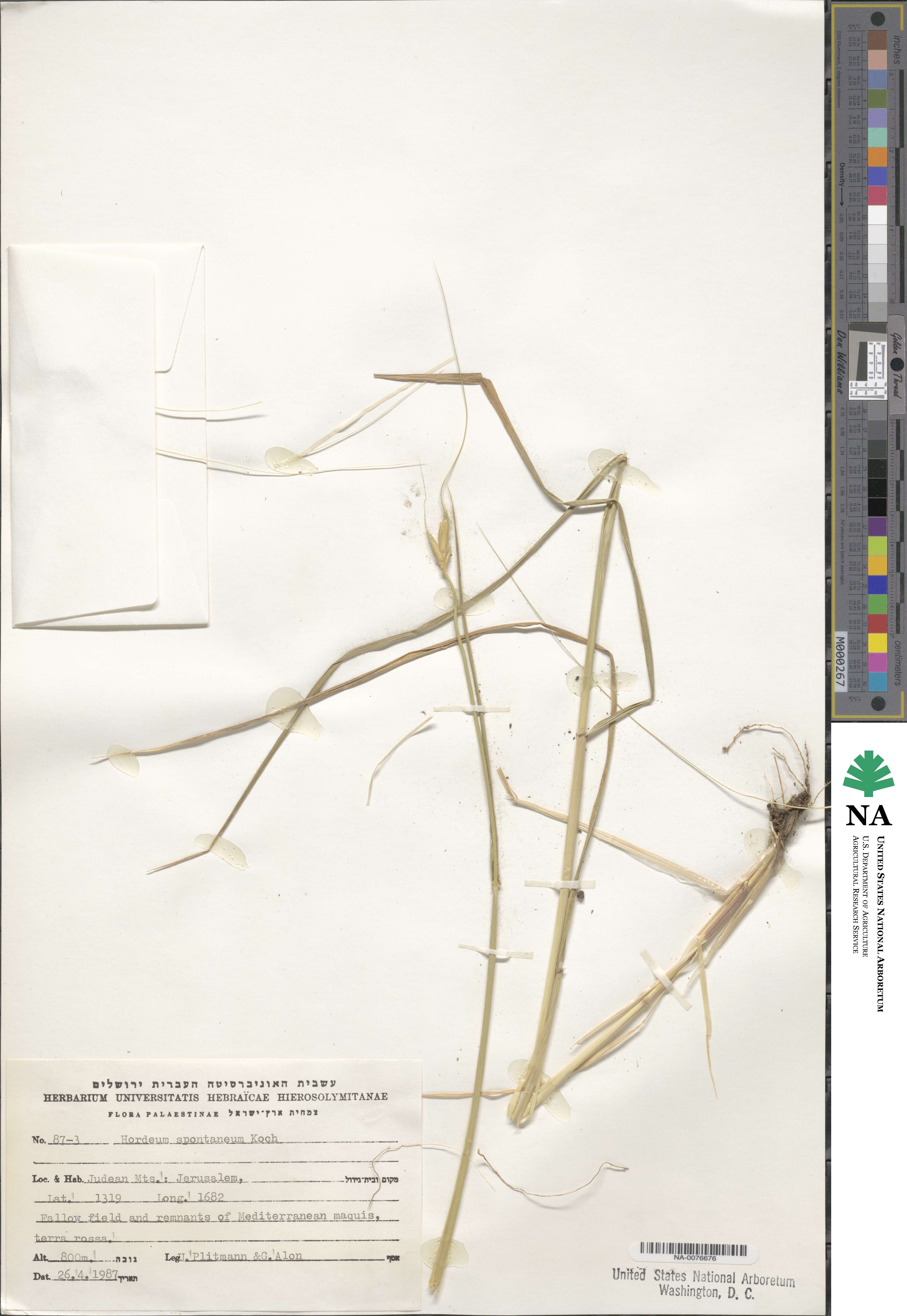 Hordeum spontaneum image