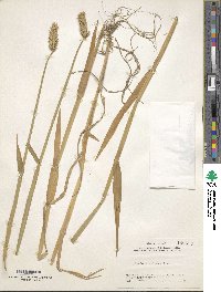 Hordeum vulgare image