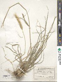 Hordeum bulbosum image