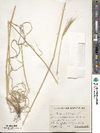 Hordeum bulbosum image