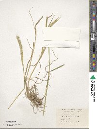 Hordeum bulbosum image