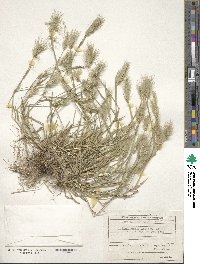 Hordeum marinum subsp. gussoneanum image