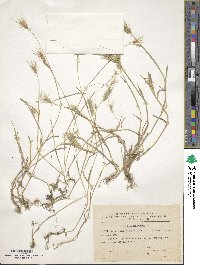 Hordeum marinum subsp. gussoneanum image