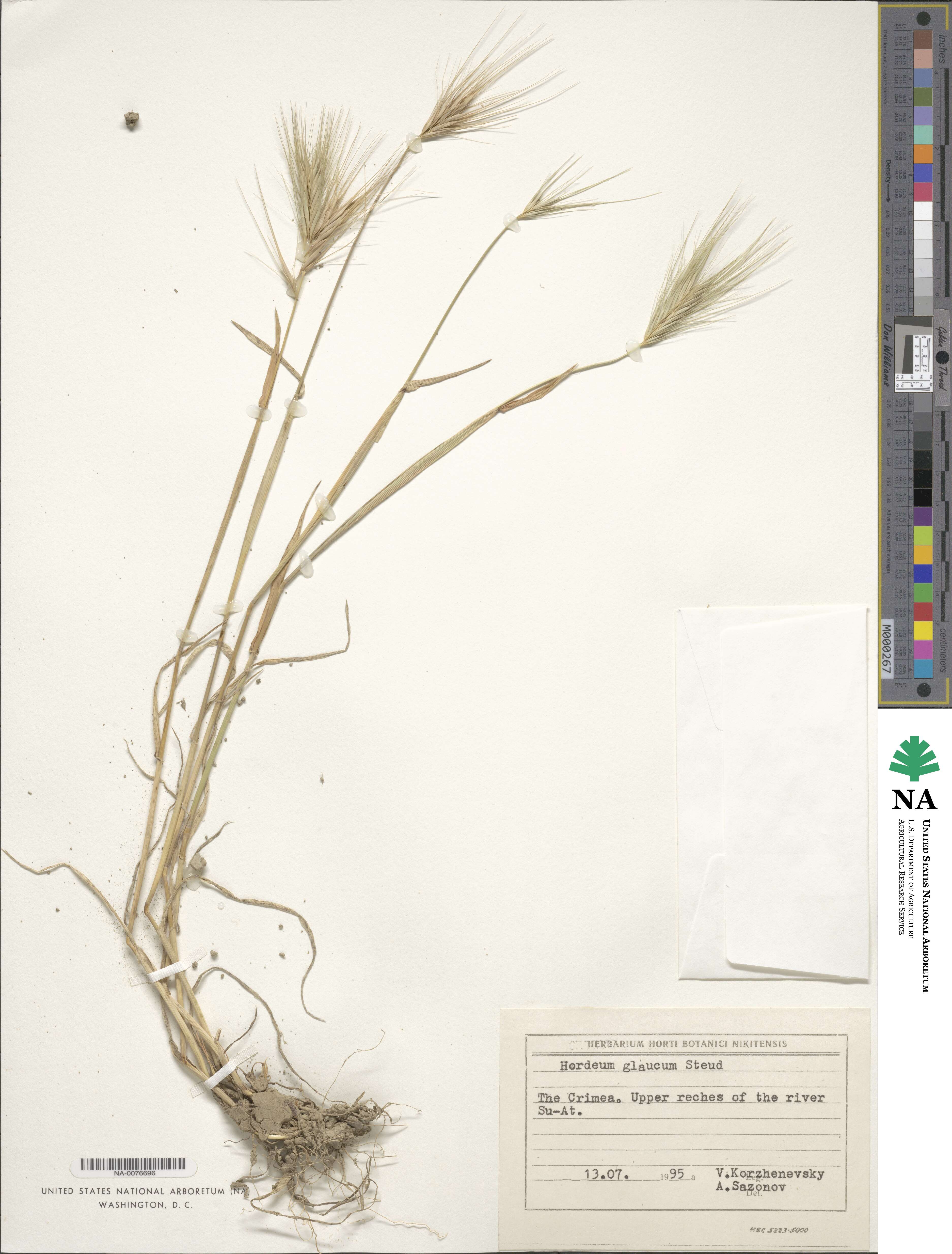 Hordeum murinum subsp. glaucum image