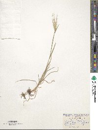 Hordeum murinum image