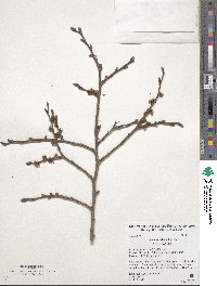 Ulmus davidiana image