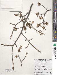 Ulmus davidiana image