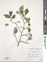 Ulmus lamellosa image