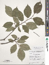 Ulmus davidiana image