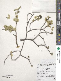 Ulmus glabra image