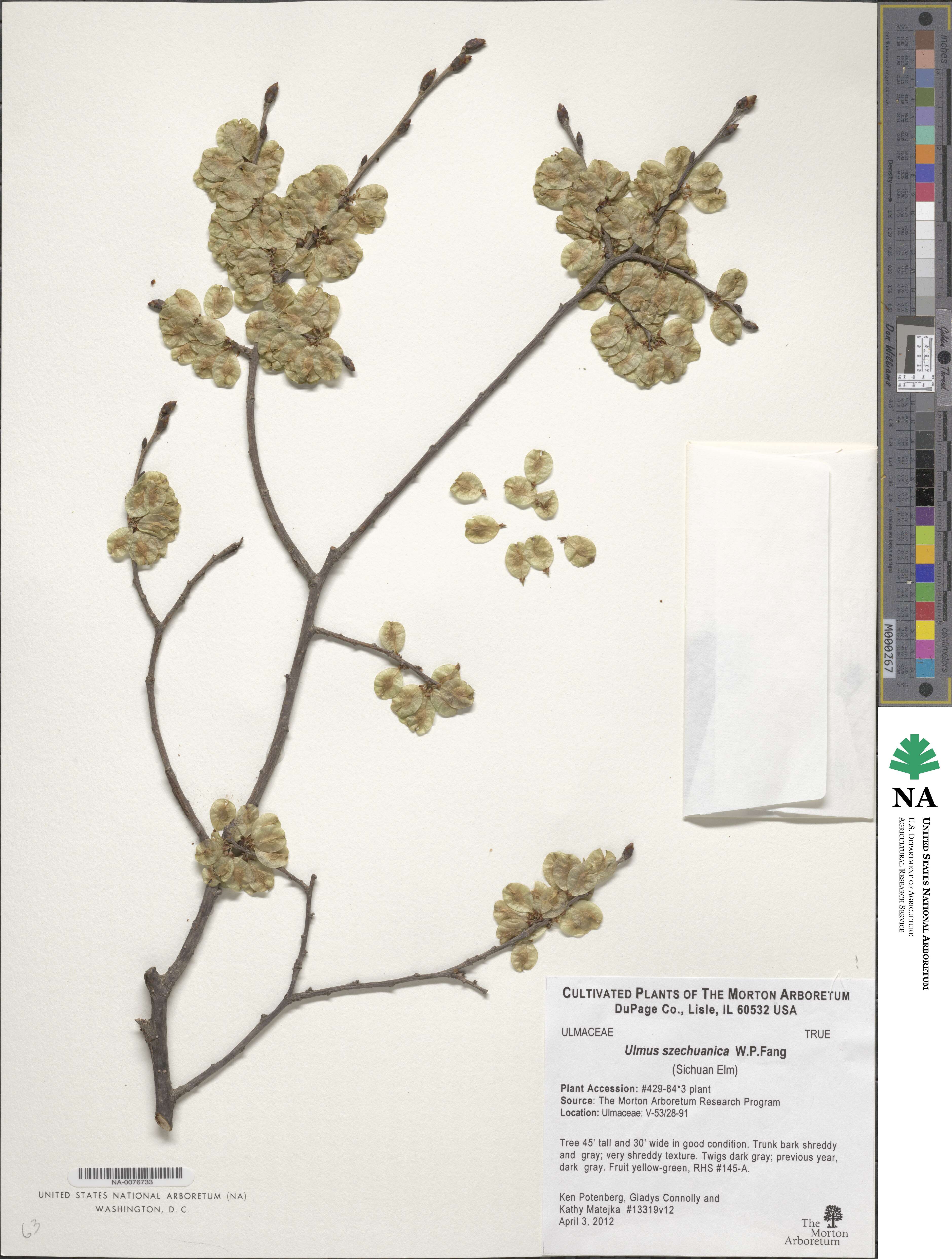 Ulmus szechuanica image