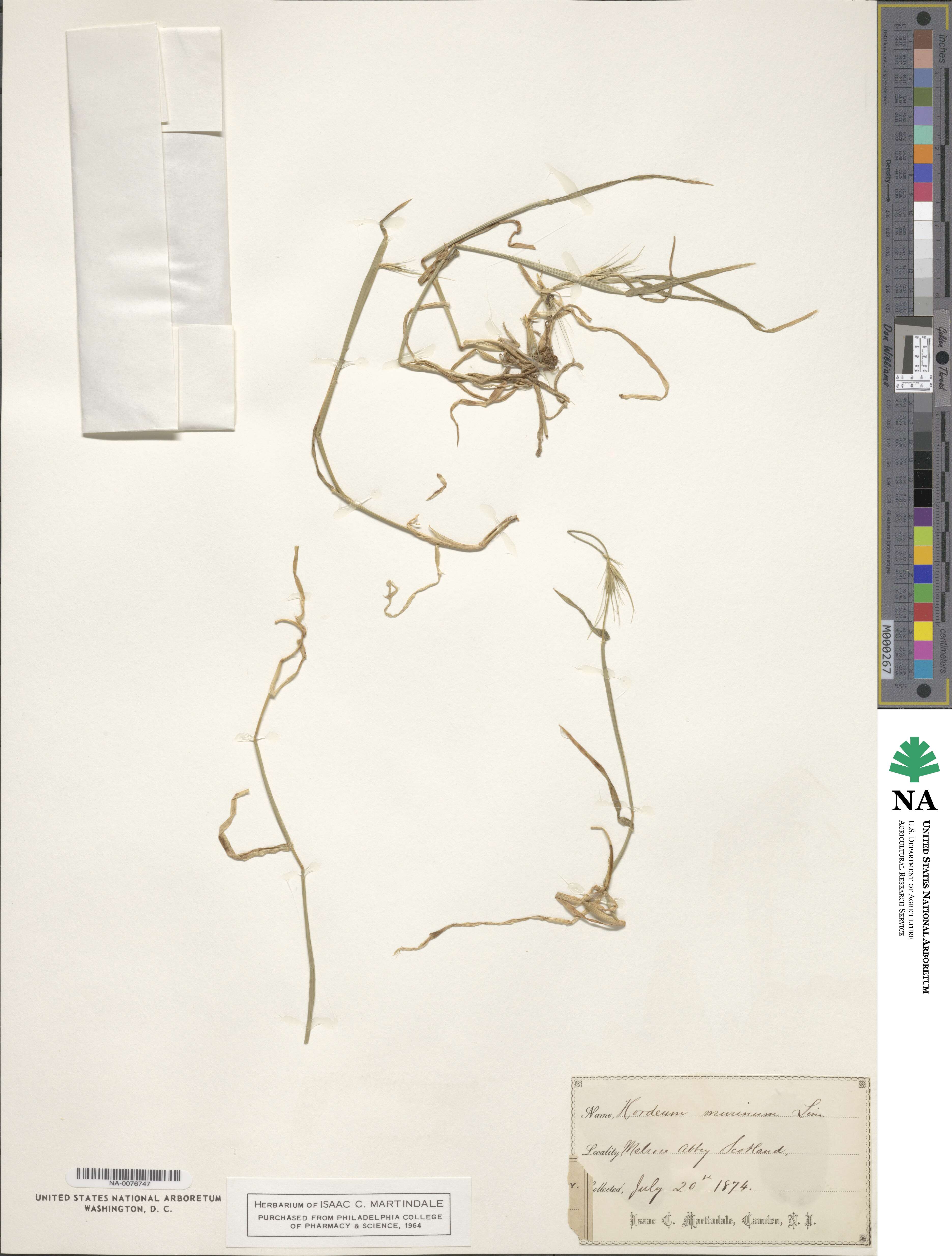 Hordeum image