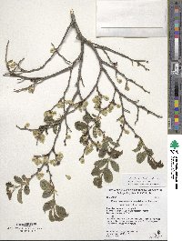 Ulmus davidiana image