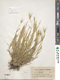 Hordeum murinum image