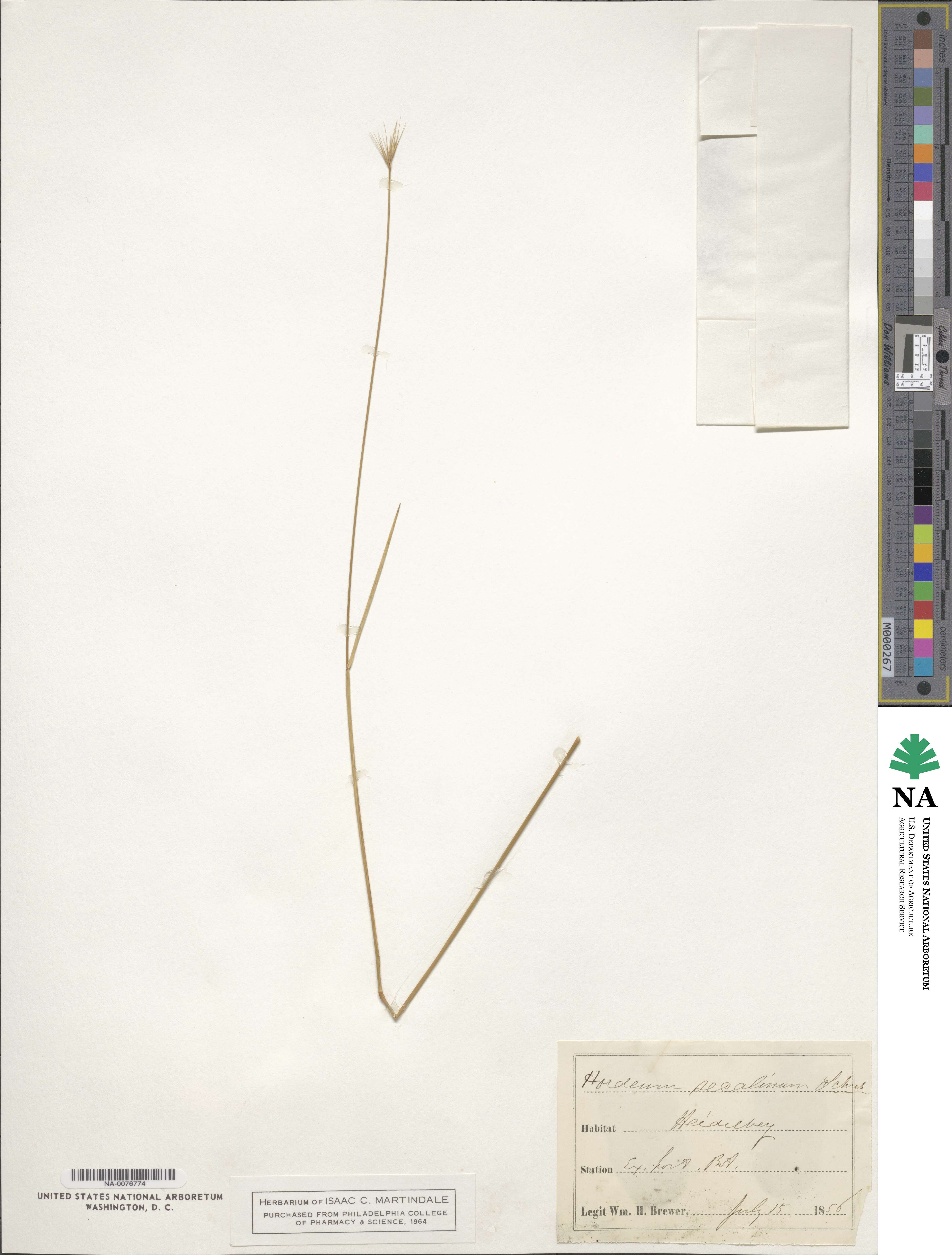 Hordeum secalinum image