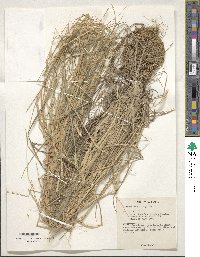Hordeum stenostachys image