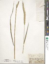 Hordeum bulbosum image