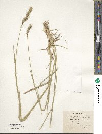 Hordeum brevisubulatum image