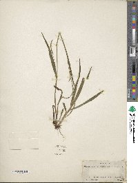 Paspalum setaceum var. setaceum image